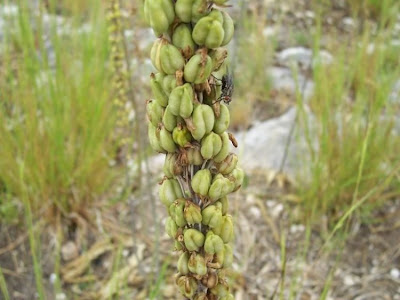 Urginea maritima,
Meerzwiebel,
red squill,
red-squill,
Scilla marittima,
Sea squill,
sea-onion,
sea-squill,
squill,
Squilla,
White Squill