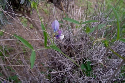 Bithynische Wicke Bithynische Wicke