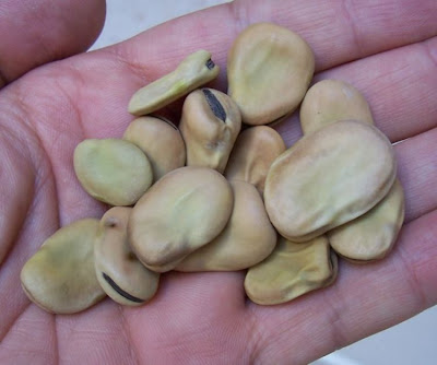 Bell-bean Bell-bean