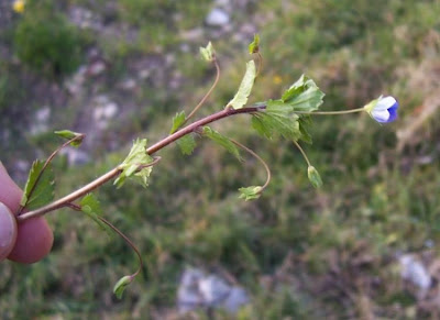Birdeye speedwell Birdeye speedwell