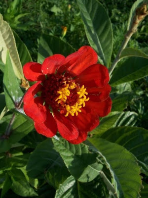 Zinnia elegans,
,
elegant zinnia,
Youth And Old Age,
Zinnia