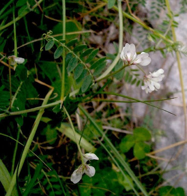 Brown Fruited Vetch Brown Fruited Vetch