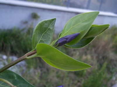 Greater periwinkle