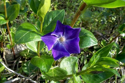 Greater periwinkle