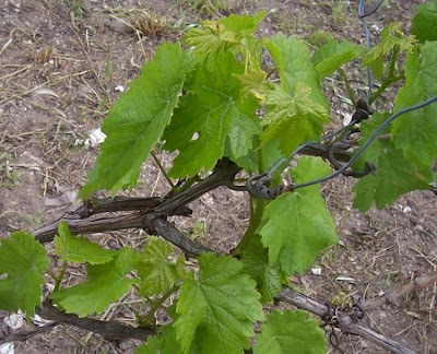 Echter Weinstock