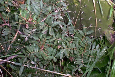 Pistacia lentiscus L.
