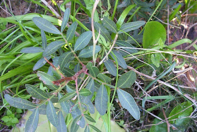Pistacia lentiscus L.