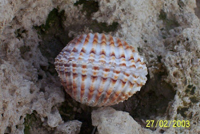 Acanthocardia tuberculata Acanthocardia tuberculata