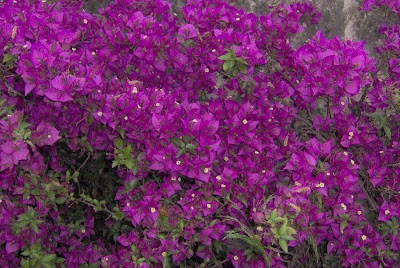 Bougainvillea spectabilis,
Bougainvillea,
buganvilia,
Buganvillea,
espinho-de-Santa-Rita,
great bougainvillea,
primavera,
três-marias,
ye zi hua Bougainvillea spectabilis,
Bougainvillea,
buganvilia,
Buganvillea,
espinho-de-Santa-Rita,
great bougainvillea,
primavera,
três-marias,
ye zi hua