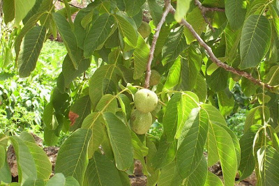Juglans regia,
Carpathian walnut,
echte Walnu&szlig;,
English walnut,
hu tao,
Madeira walnut,
Noce comune,
nogal com&uacute;n,
nogal europeo,
nogal ingl&eacute;s,
nogueira-comum,
nogueira-europ&eacute;ia,
noyer commun,
Persian walnut,
Walnut