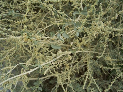 Atriplex halimus L.
