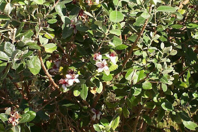 Feijoa,
feijoa
