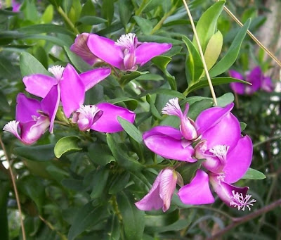 African Milkwort African Milkwort