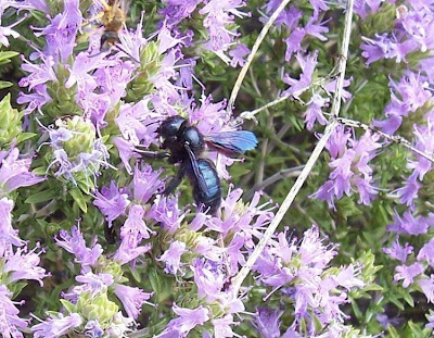 Xylocopa violacea