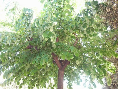 Silver lime Silver lime
