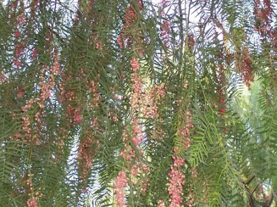 Schinus molle L.
