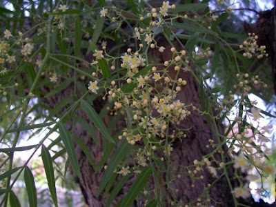 Aguaribai Aguaribai