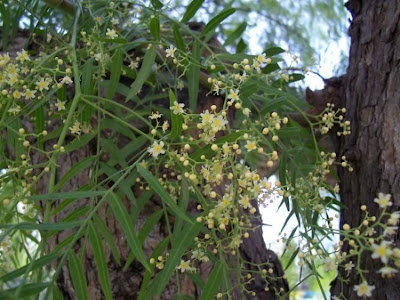 Aguaribai Aguaribai