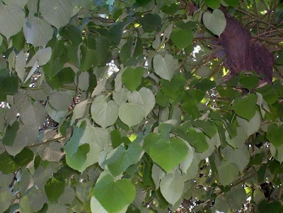 Silver lime Silver lime