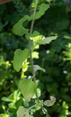 Birdeye speedwell Birdeye speedwell