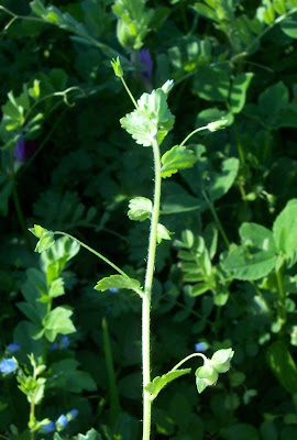 Birdeye speedwell Birdeye speedwell