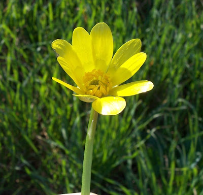 Ranunculus ficaria,
celedonia mayor,
erva-hemorroidal,
ficaire,
ficaire fausse renoncule,
fig buttercup,
lesser celandine,
pilewort,
Ranuncolo favagello,
Ranuncolo favagello maggiore,
renoncule ficaire,
Scharbockskraut