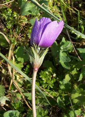 Anemone coronaria,
Anemone dei fiorai,
lilies-of-the-field,
Poppy Flowered Anemone