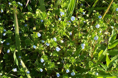 Birdeye speedwell Birdeye speedwell