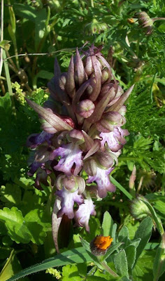 Barlia robertiana,
Barlia,
Giant Orchid