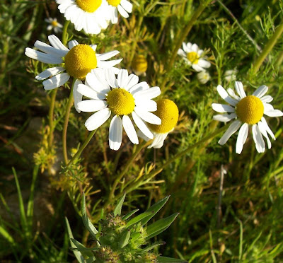 Hungarian chamomile