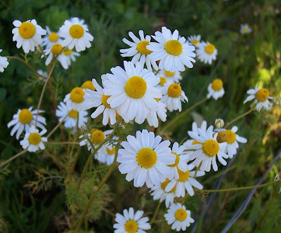 Hungarian chamomile