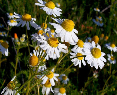 Hungarian chamomile