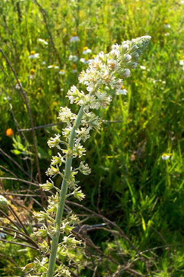 Erba ruchetta