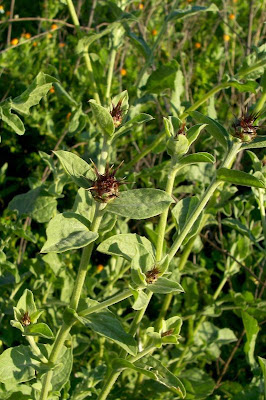 Centaurea nizzarda Centaurea nizzarda