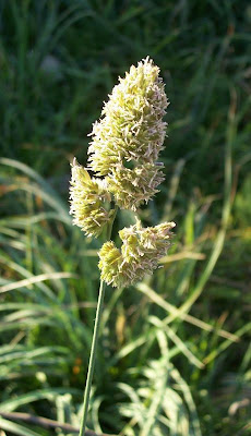 Dactylis glomerata subsp. hispanica
