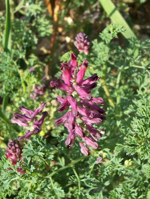 Common fumitory Common fumitory
