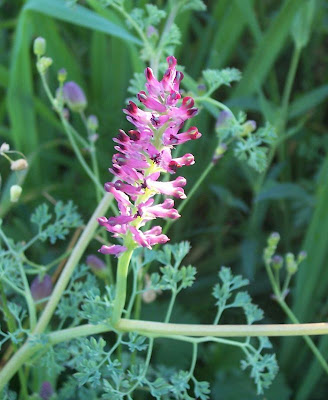Common fumitory Common fumitory