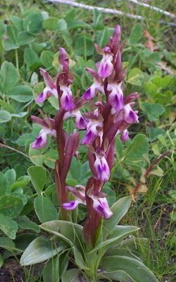 Sac orchid