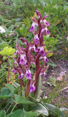 Sac orchid
