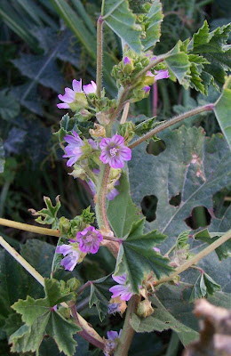 Bull mallow