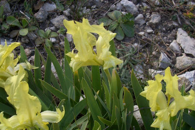 Giaggiolo siciliano