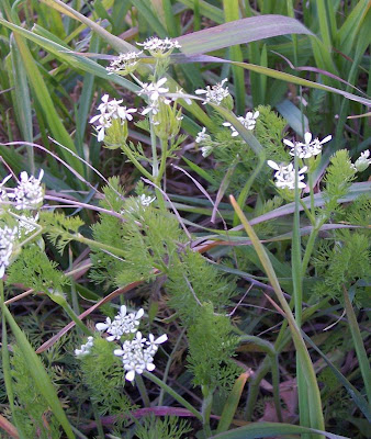 Acicula comune Acicula comune