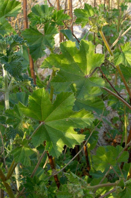 Cretan-hollyhock Cretan-hollyhock