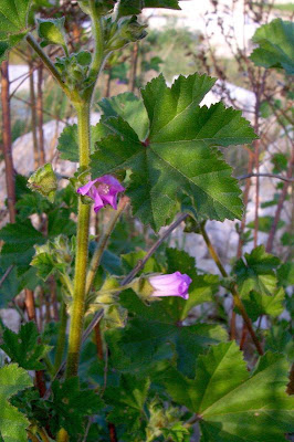 Cretan-hollyhock Cretan-hollyhock