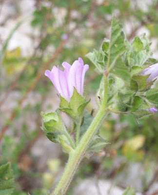 Cretan-hollyhock Cretan-hollyhock
