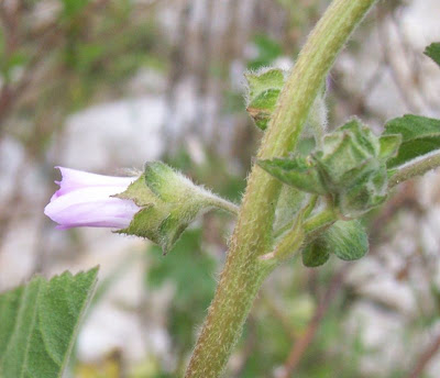 Cretan-hollyhock Cretan-hollyhock
