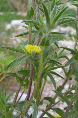 Pallenis spinosa,
Asterisco spinoso,
spiny pallenis