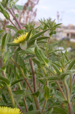 Pallenis spinosa,
Asterisco spinoso,
spiny pallenis