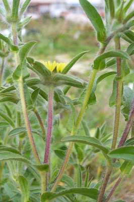 Pallenis spinosa,
Asterisco spinoso,
spiny pallenis