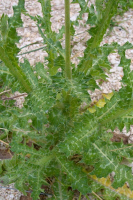 Bunte Distel Bunte Distel